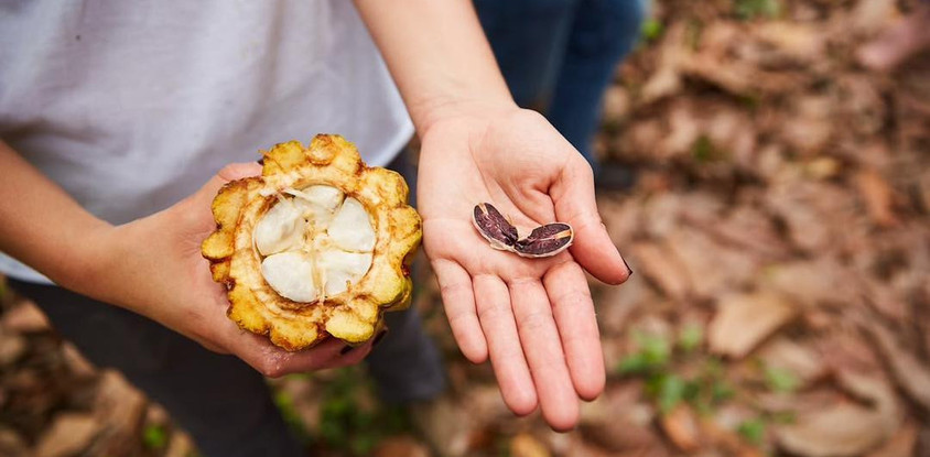 Atelier chocolat : de la fève à la tablette