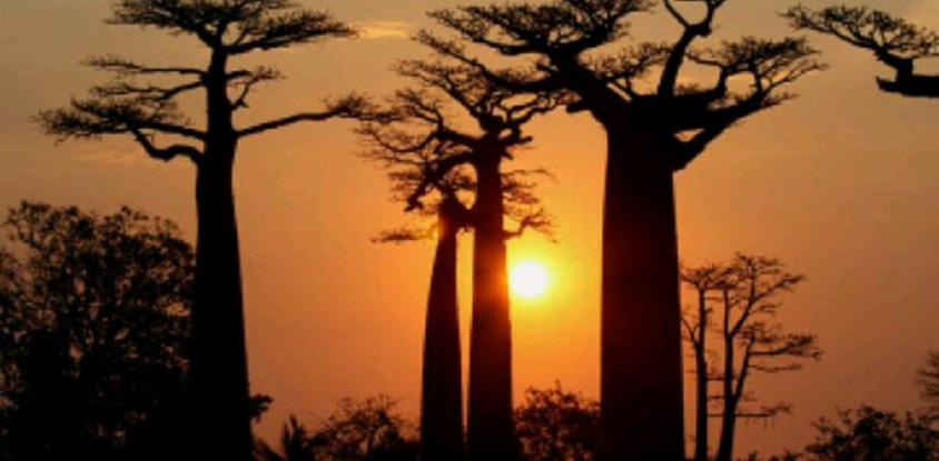 Baobabs and kirindy wildlife tour 