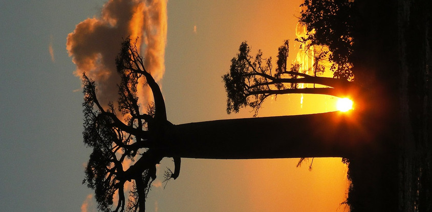 Discovery of the contrasting trees