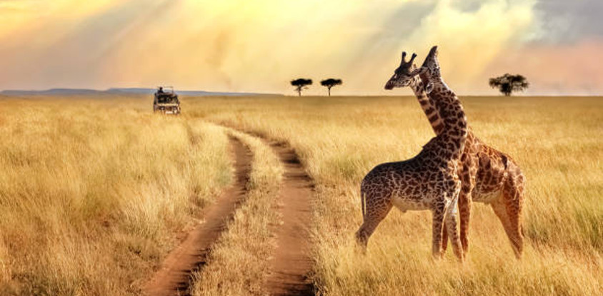 Tanzania safari-5 day