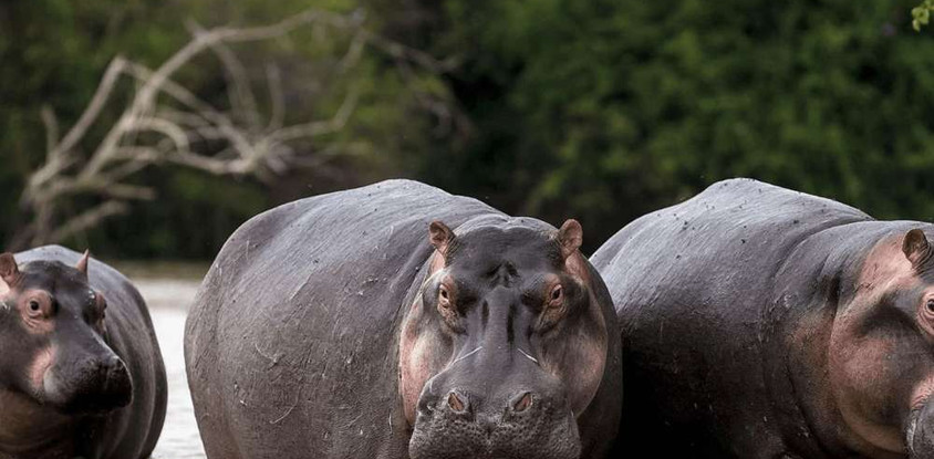 Bini Hippo