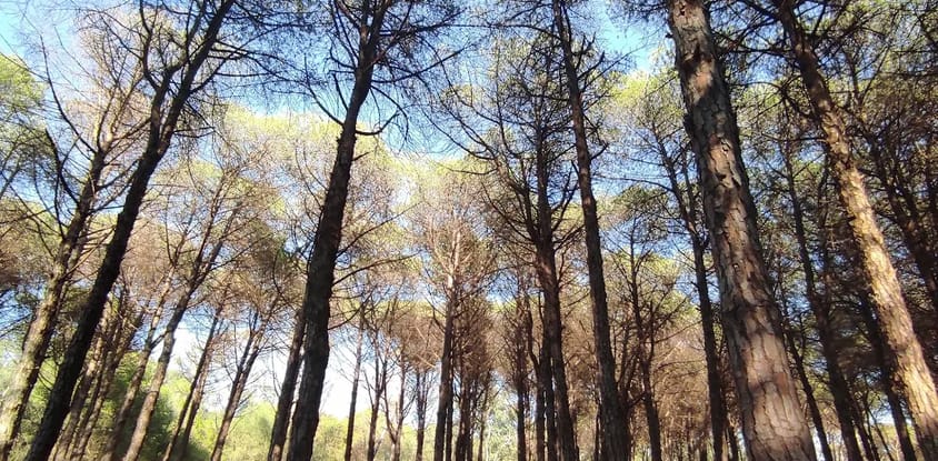 Bouchaoui Park