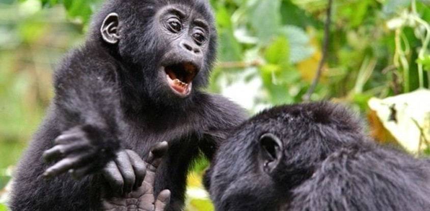 Bugoma Forest Tours and Travel - Wildlife tours