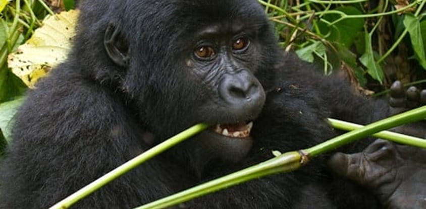 Bwindi gorilla trekking - uganda