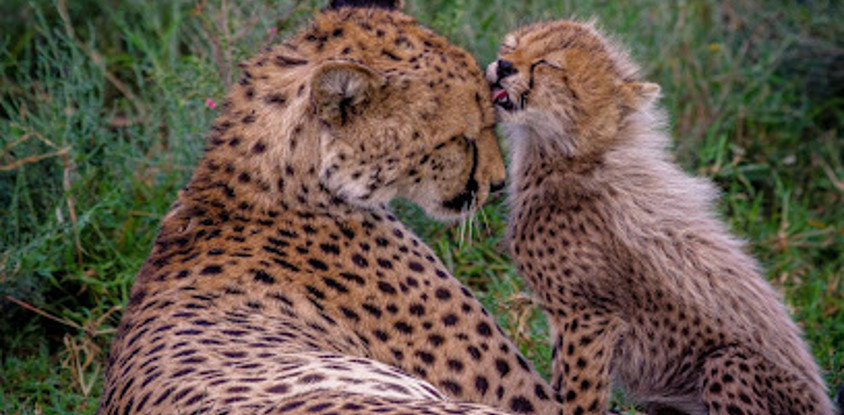 Cheetah Centre