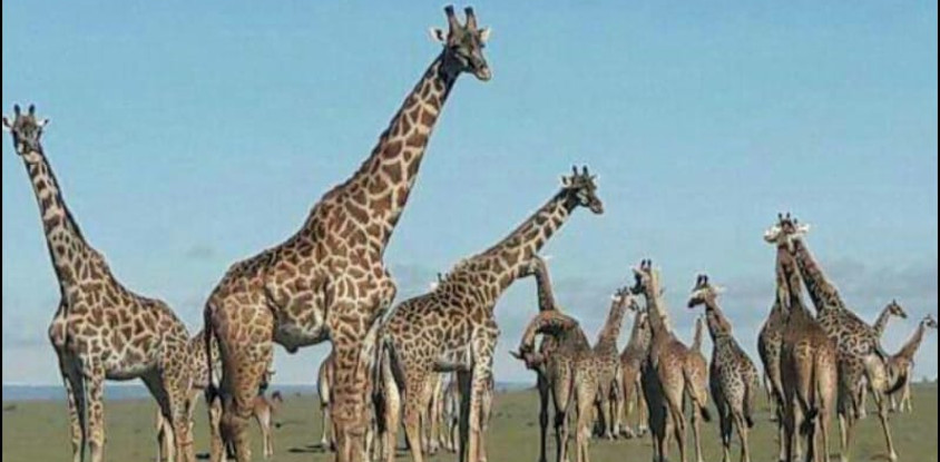 Classic kenya highlights safari