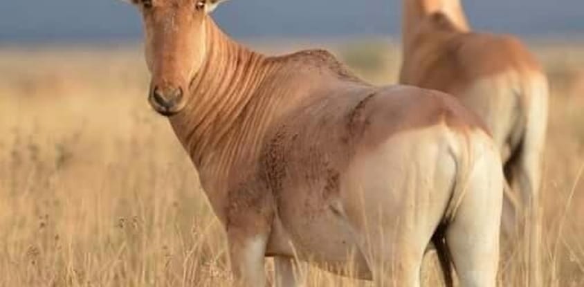 Cruzeiro safaris kenya, safaris & tours operator in nairobi
