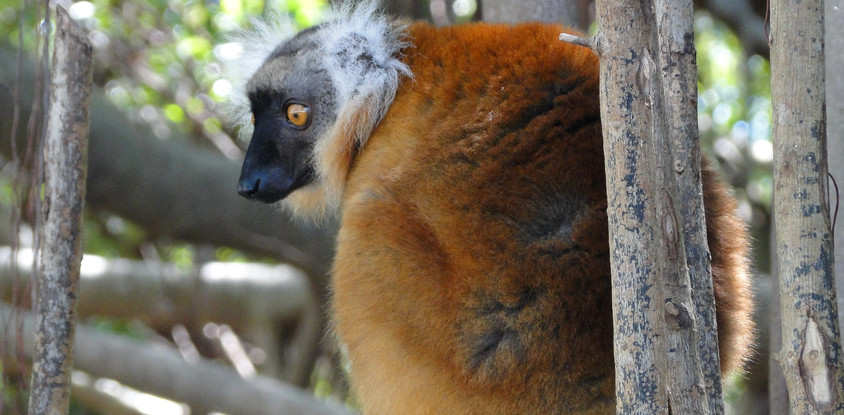 The beautiful lemurs meeting