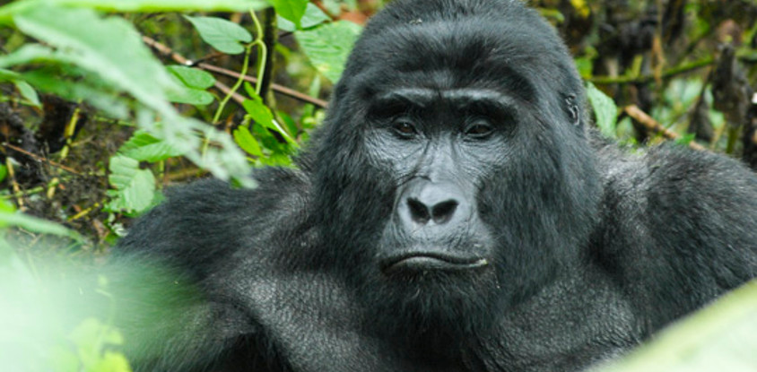 4 days gorilla and chimp tracking safari