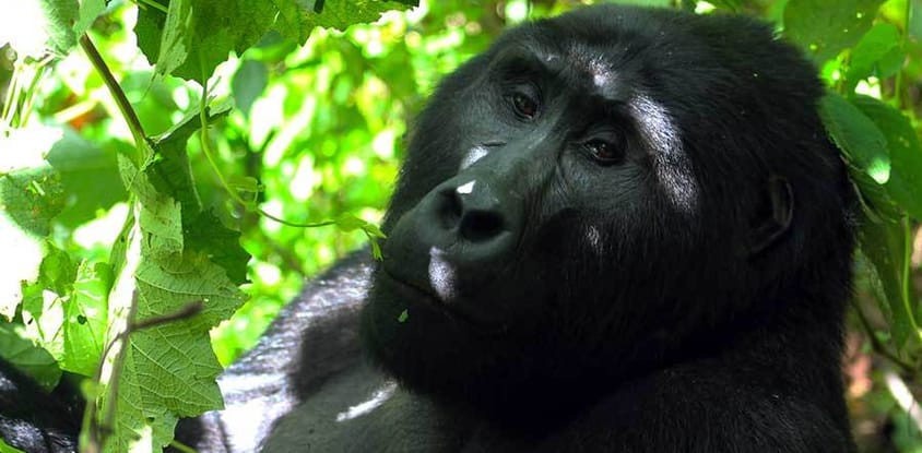 3 days gorilla tracking safari in uganda