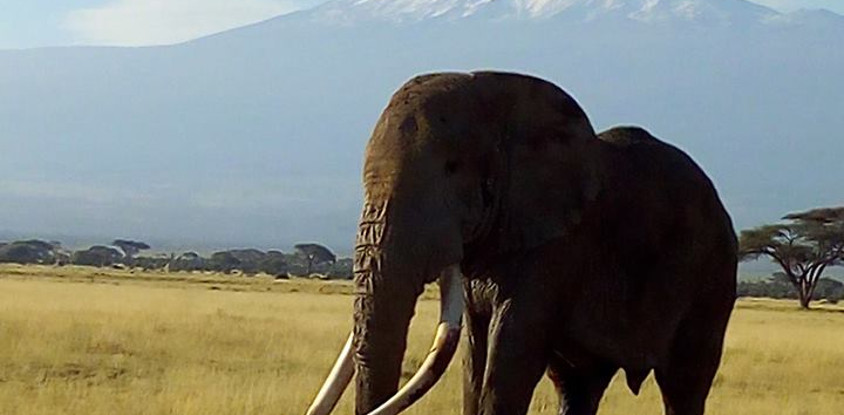 Great tour of kenya – masai mara, nakuru, amboseli, tsavo, mombasa