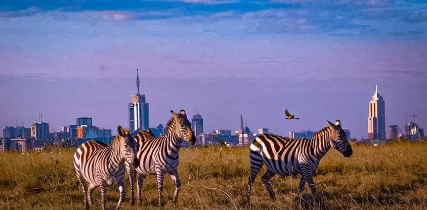 Half day nairobi national park