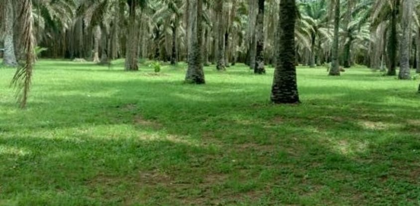 Jardin botanique de bingerville