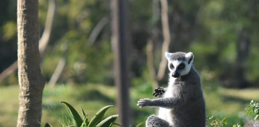 Jardin Zoologique de Rabat