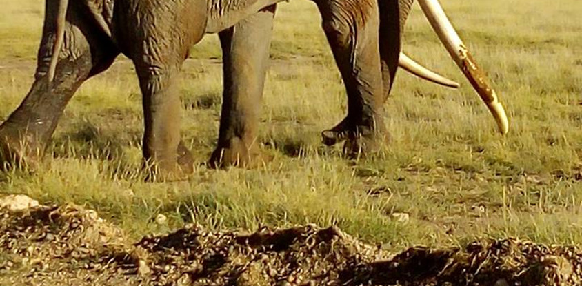 Kenya and tanzania safaris