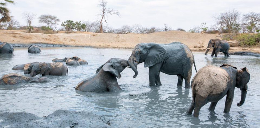 Kenya highlights – masai mara, nakuru, amboseli