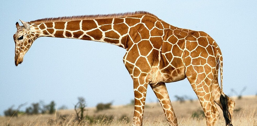 Kenya wildlife adventure