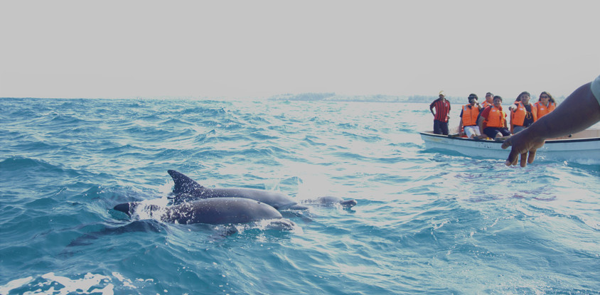 Kizimkazi dolphin tours
