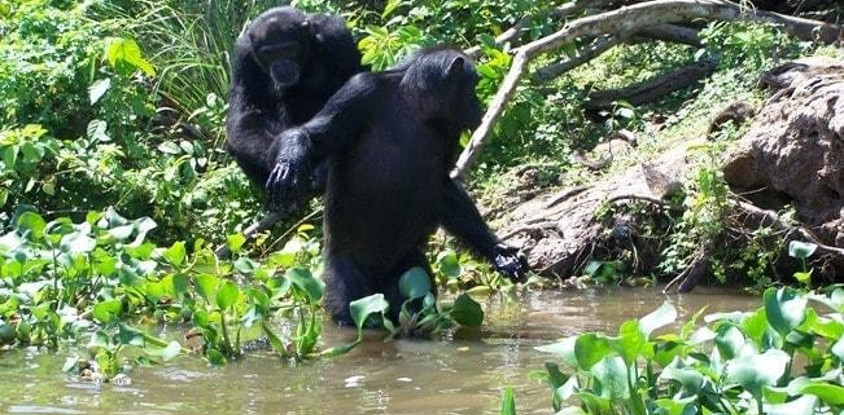 L'île Aux Chimpanzés