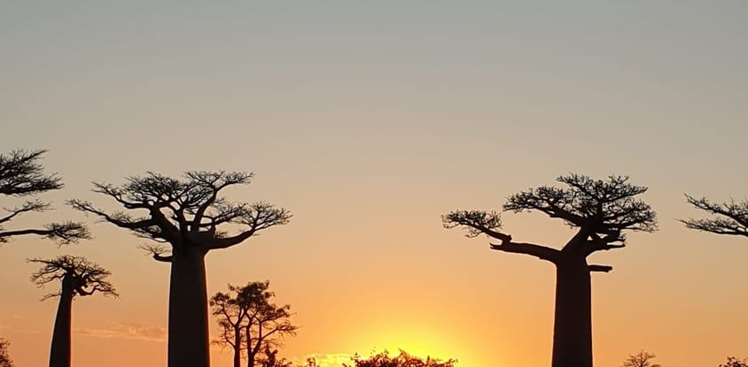 Madagascar: 3 day tour morondava and tsingy de bemaraha