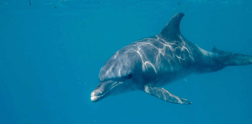 Mnemba island, nungwi village & sea turtle experience