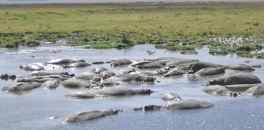 Ngorongoro crater full day trip
