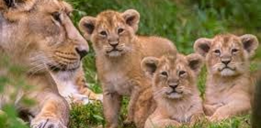 Spectacular 4 days masai mara / lake nakuru camping safari