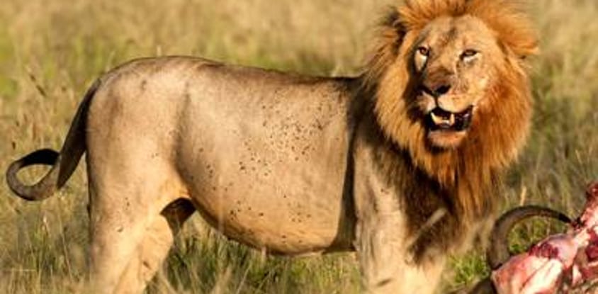 Papagei tours and safaris 