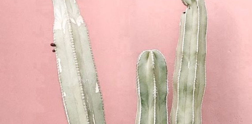 Pink Cactus