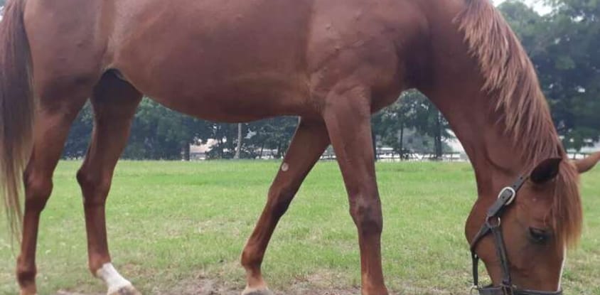 Poney club du golf