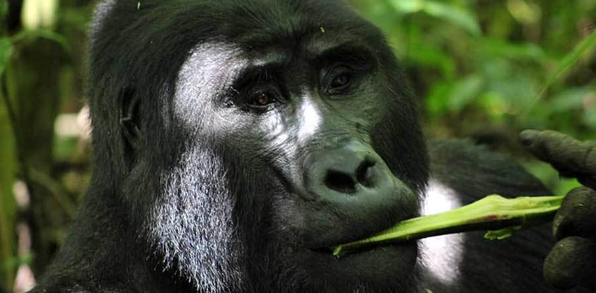 5 days uganda gorillas and wildlife safari