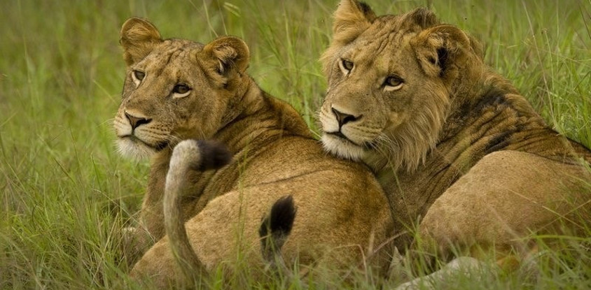 Queen elizabeth national park 4 days tour