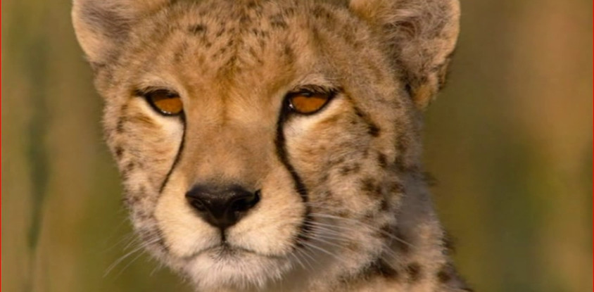 3 days queen elizabeth safari tour in uganda