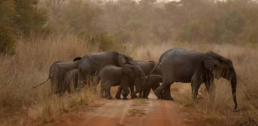 Deux jours de safari au bénin