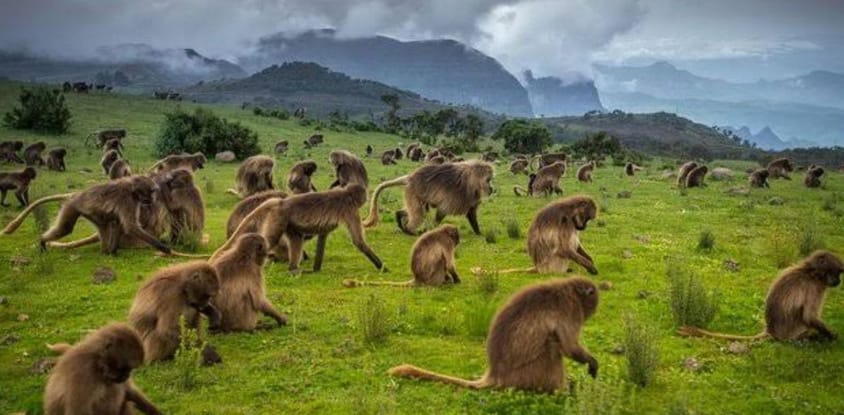 4 days simien mountain wildlife and safari tour