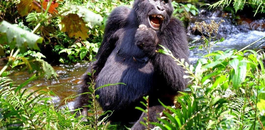 Self drive safaris and guided safaris 