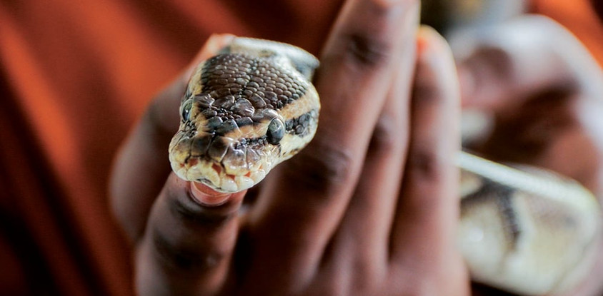 Serpentarium de l’Institut Pasteur de Côte d’Ivoire