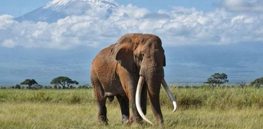 Simba paka safaris