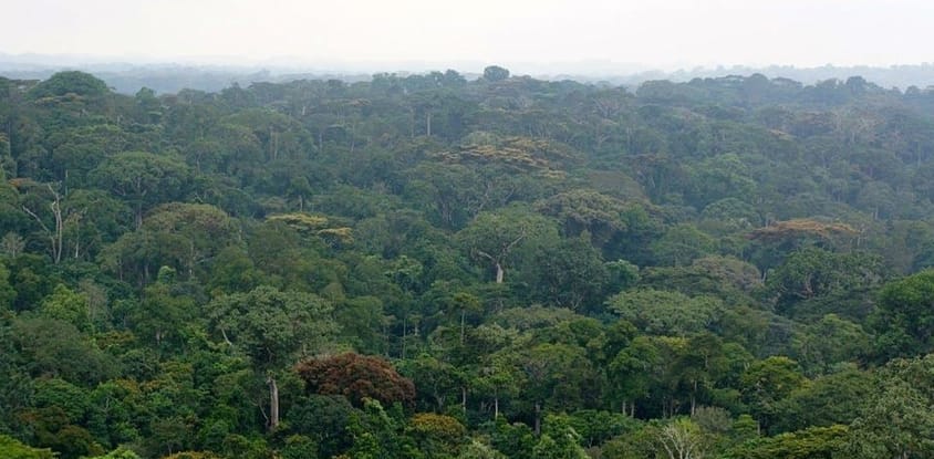 Parc National Tai