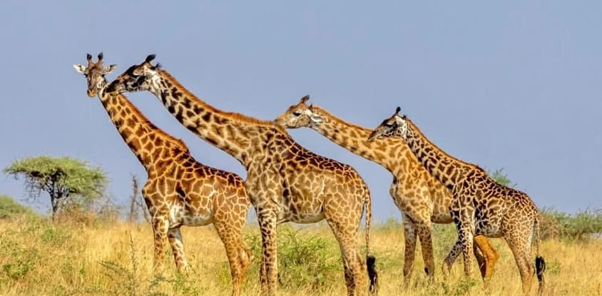 8 day tanzania private adventure safari