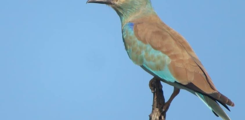 Tarangire National Park Full Day Trip