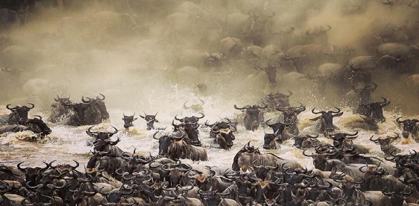 The great migration safari