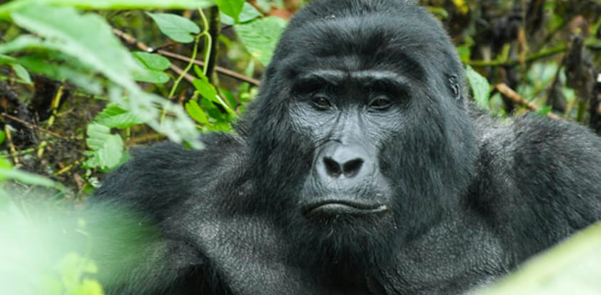 Three days murchison falls national park safari