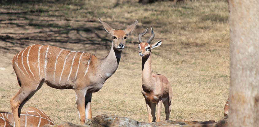 Tsavo east and west safari