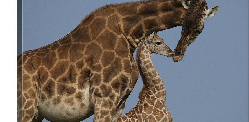 Uganda-rwanda expedition