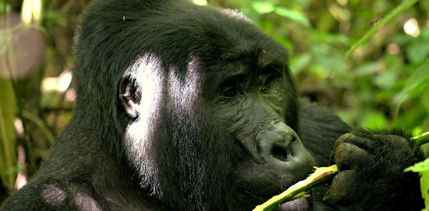 10 days gorillas and game safari in uganda