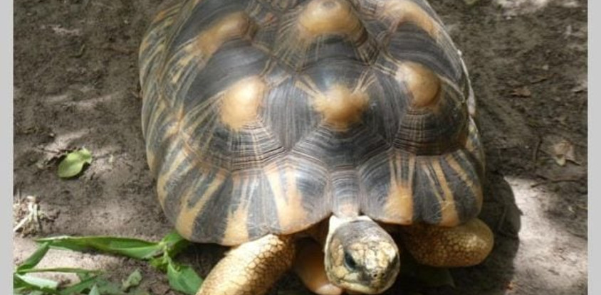 Village des Tortues