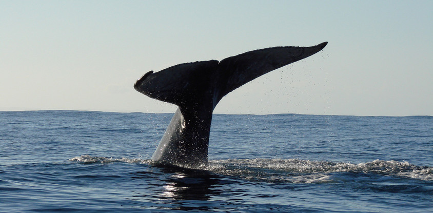Whale discovery