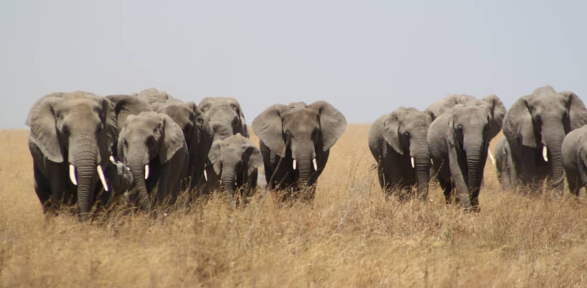 Wilderness wonders & zanzibar