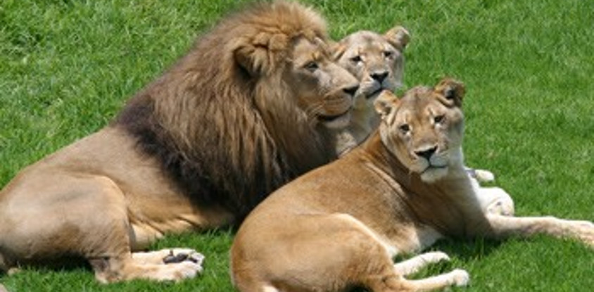 Zoo de Johannesburg